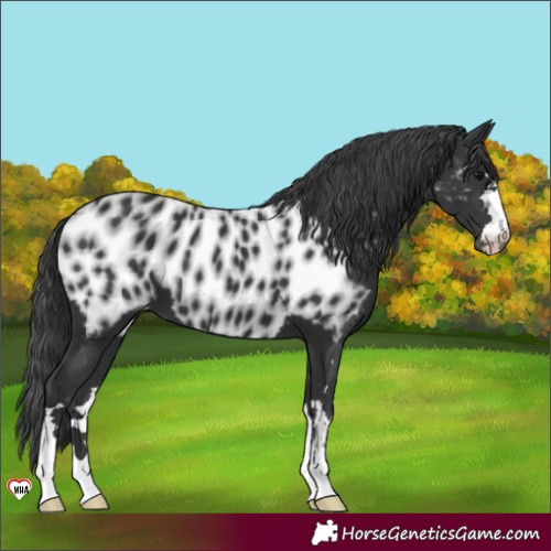 Horse Color:Black Near Leopard 