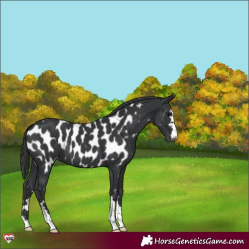 Horse Color:Black Appaloosa 
