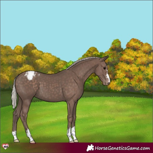 Horse Color:Silver Black Appaloosa 