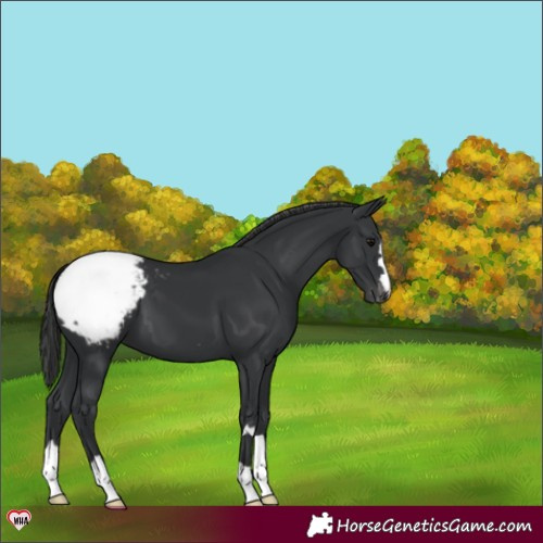 Horse Color:Black Appaloosa 