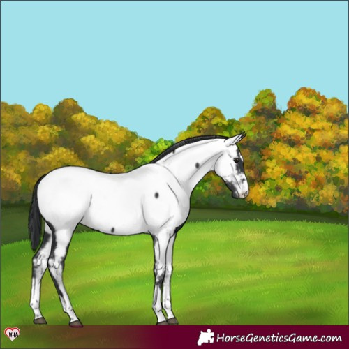 Horse Color:Black Appaloosa 