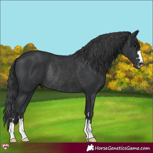 Horse Color:Black Rabicano 