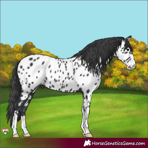 Horse Color:Black Near Leopard Rabicano 
