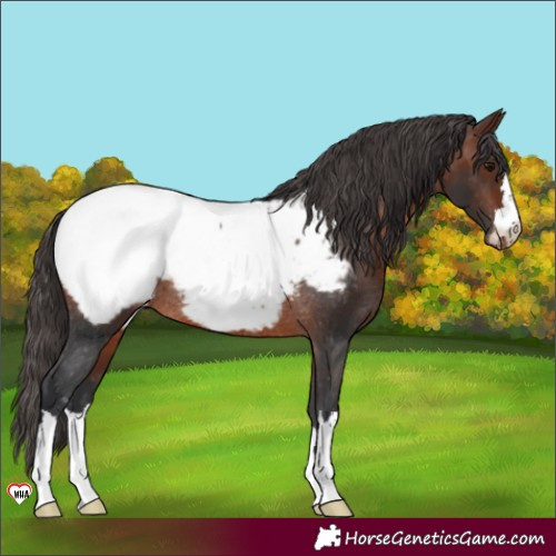 Horse Color:Brown Appaloosa Rabicano
