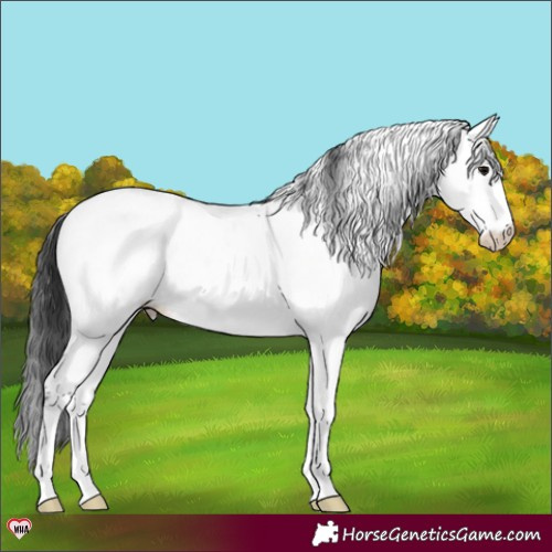 Horse Color:Black Appaloosa Rabicano 