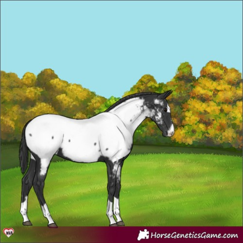 Horse Color:Black Appaloosa 
