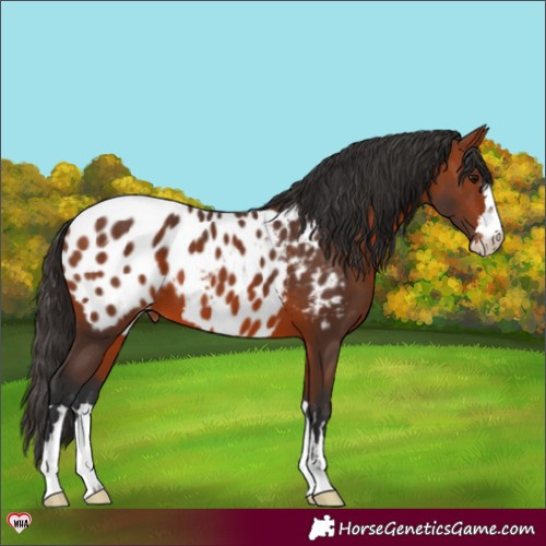 Horse Color:Bay Appaloosa 