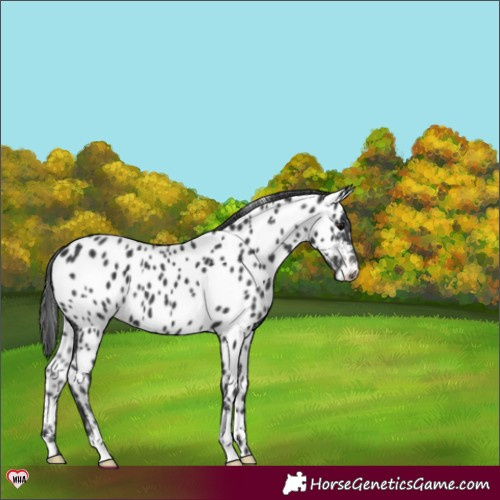 Horse Color:Black Appaloosa 