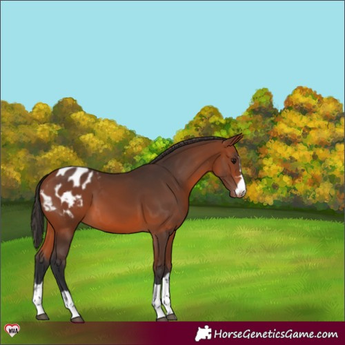 Horse Color:Bay Appaloosa 