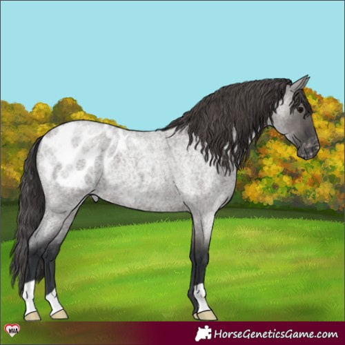 Horse Color:Grullo Roan Appaloosa 