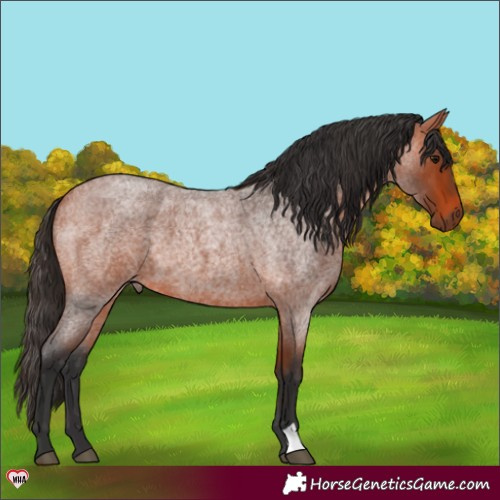Horse Color:Bay Roan 