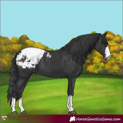 Horse Color:Black Appaloosa 