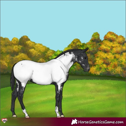 Horse Color:Black Appaloosa 