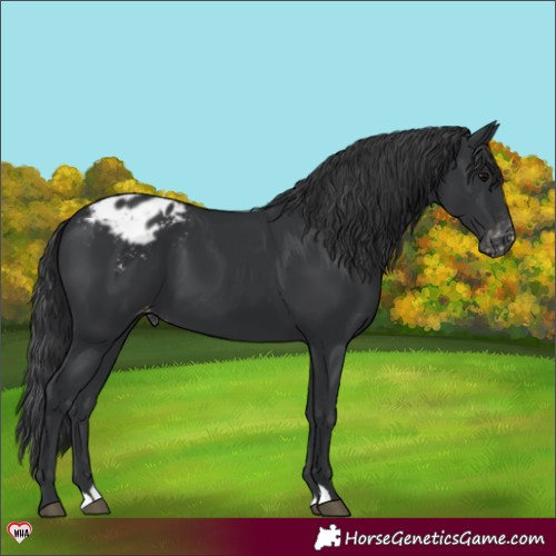 Horse Color:Black Appaloosa 