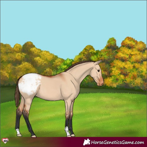 Horse Color:Bay Dun Appaloosa 