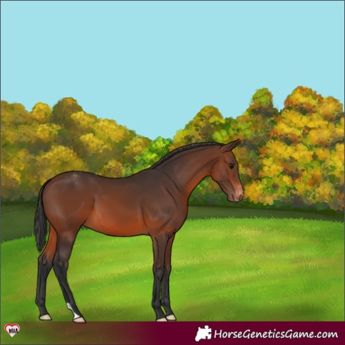 Horse Color:Brown Appaloosa 