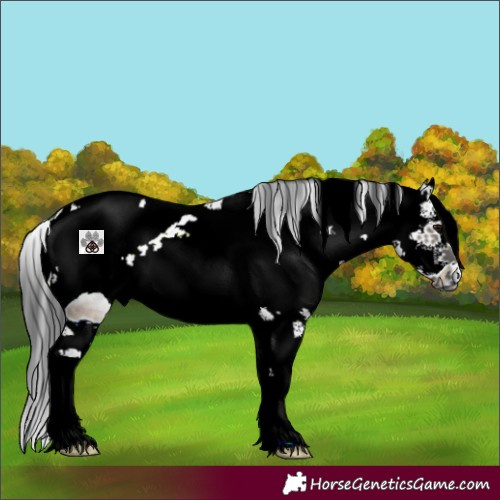 Horse Color:ERROR: UNKNOWN ANOMALY