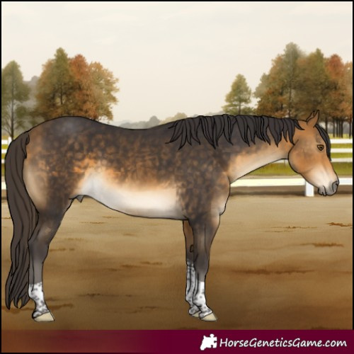 Horse Color:Buckskin Tobiano 