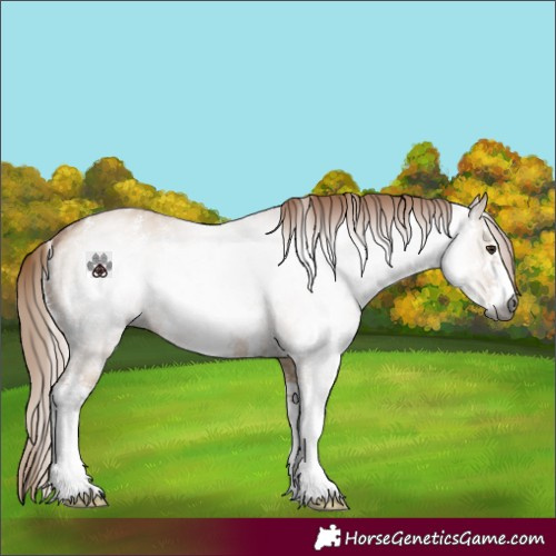 Horse Color:Gray Red Dun Sabino 