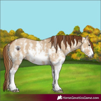 Horse Color:Gray Red Dun Sabino 