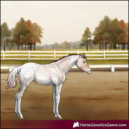 Horse Color:Brown Roan Pearl Dun Tobiano 