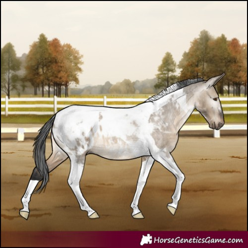 Horse Color:Gray Brown Roan Dun Tobiano Blanket 