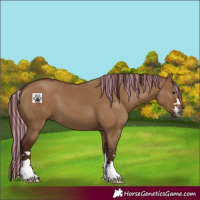 Horse Color:Gray Painted Red Dun