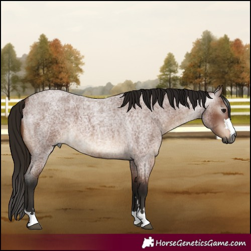 Horse Color:Gray Bay Roan 