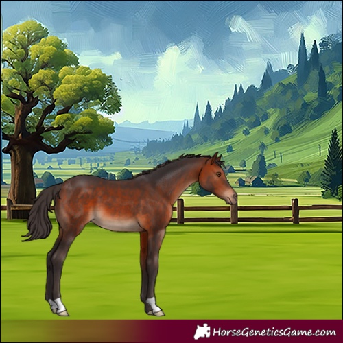 Horse Color:Bay 