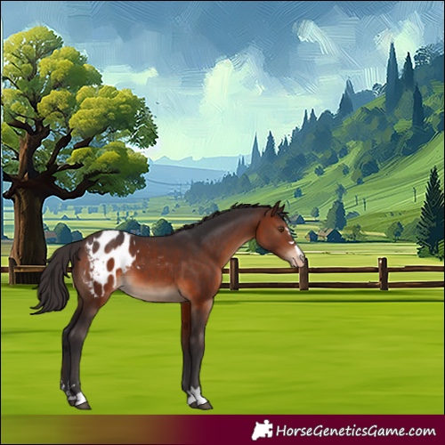 Horse Color:Brown Appaloosa 