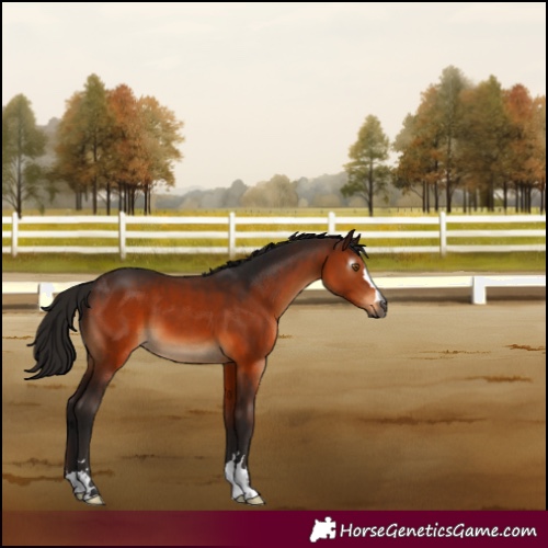 Horse Color:Gray Bay 