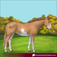 Horse Color:White Spotted Chestnut Frame 