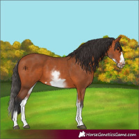 Horse Color:White Spotted Bay Frame