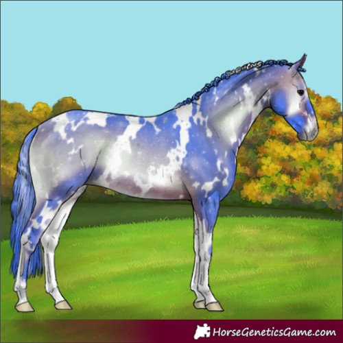 Horse Color:Watercolor White Spotted Bay Onyx Rabicano 