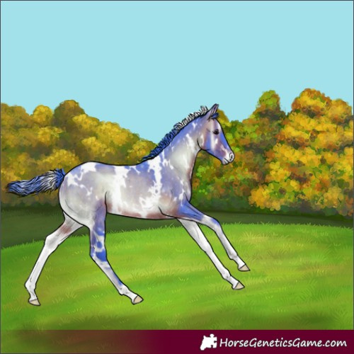 Horse Color:Watercolor White Spotted Bay Onyx Rabicano 
