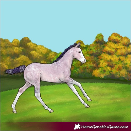 Horse Color:Watercolor Buckskin Ice Dun Splash 