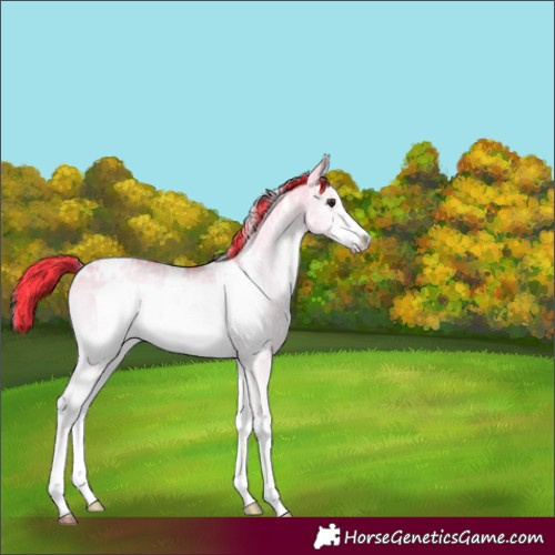 Horse Color:Watercolor White Spotted Liver Red Dun Ice Onyx Sabino Frame Rabicano 