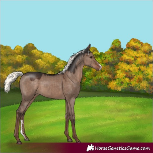 Horse Color:Liver Red Dun Mushroom Sabino Rabicano 