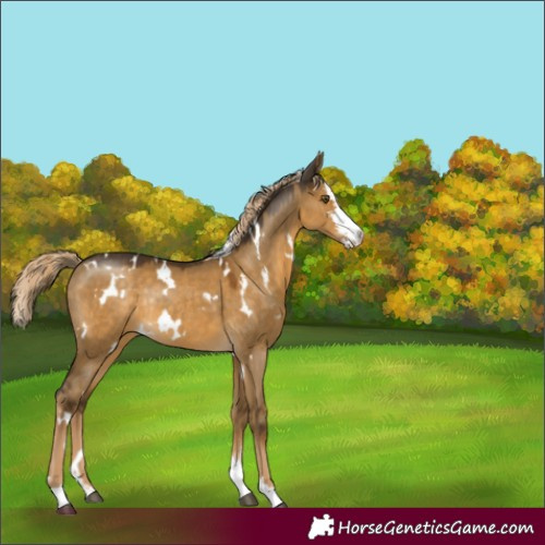 Horse Color:White Spotted Chocolate Palomino Dun Mushroom Sabino Rabicano 