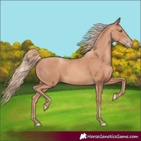Horse Color:Gold Champagne 
