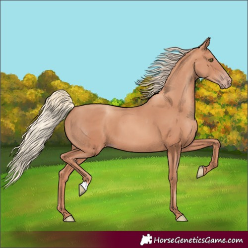 Horse Color:Gold Champagne 
