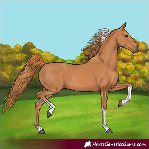 Horse Color:Chestnut Tobiano 