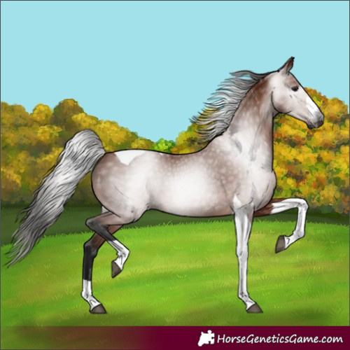 Horse Color:Gray Bay Tobiano 