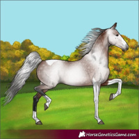 Horse Color:Gray Bay Tobiano 