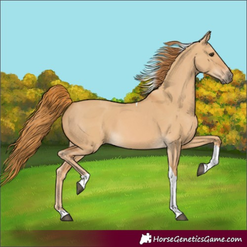 Horse Color:Red Dun Tobiano 