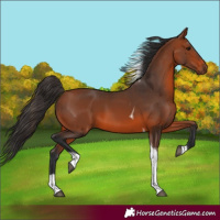 Horse Color:Bay Tobiano 