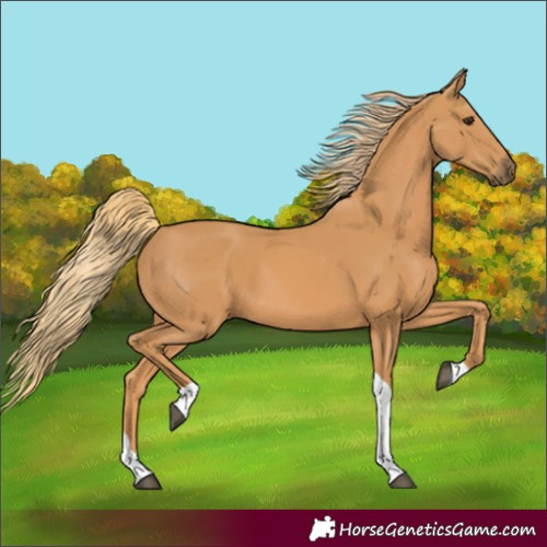 Horse Color:Chestnut Tobiano 
