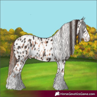 Horse Color:Gold Champagne Appaloosa  and Liver Chestnut Appaloosa 