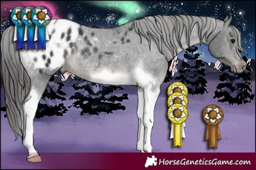 Horse Color:Black Tobiano Appaloosa Rabicano 