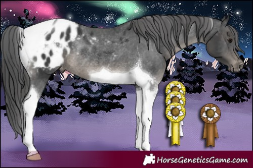 Horse Color:Black Tobiano Appaloosa Rabicano 